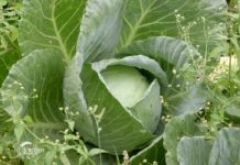 Agrosaveti - Plastenička proizvodnja povrća u selu Štrbac 04