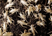 Agrosaveti - Proizvodnja buba 01