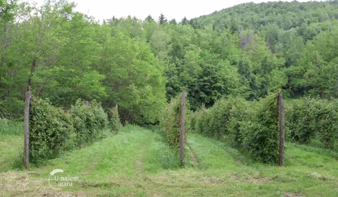 Agrosaveti - Proizvodnja malina i kupina u Podrinju 06