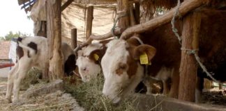 Agrosaveti - Proizvodnja mleka u Sanadu 03