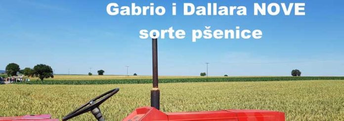 Agrosaveti---Syngenta---sorte-psenice-01