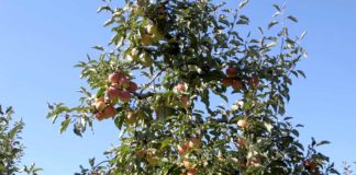 Agrosaveti - Uzgoj jabuka u Vršcu 05