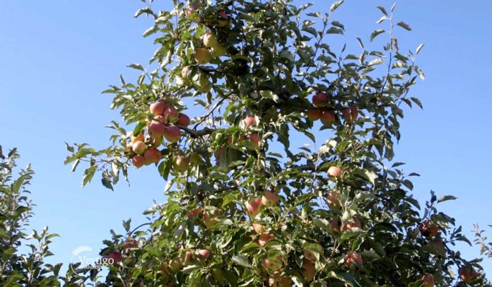 Agrosaveti - Uzgoj jabuka u Vršcu 05