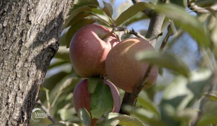 Uzgoj jabuka Agrosaveti - Uzgoj jabuka u selu Zaklopača 03