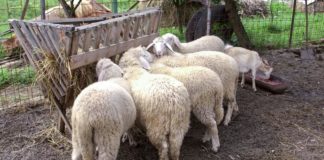 Agrosaveti - Uzgoj ovaca virtemberg 05