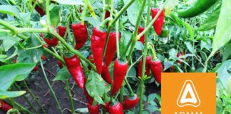 Agrosaveti---Adama---Paprika---Zacinska-paprika