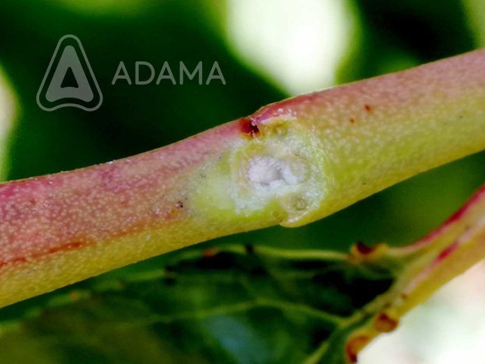 Agrosaveti---Adama---Svez-oziljak--Erwinia---Jesenje-plavo-prskanje