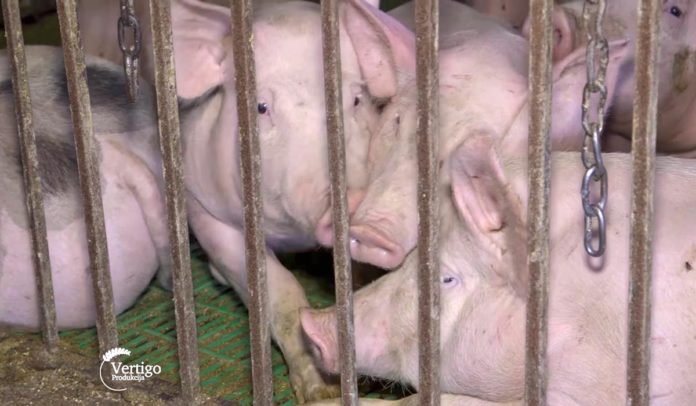Agrosaveti - Farma svinja u selu Lucica 05 Agrosaveti - Farma svinja u selu Lucica 05