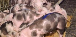 Agrosaveti - Farma svinja u selu Lucica 06