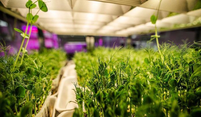 Agrosaveti - Mikrobilje 01