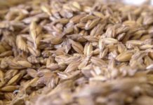 Agrosaveti - Organska proizvodnja u Bajmoku 01