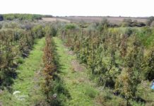 Agrosaveti - Plantaža krušaka u Vršcu 05