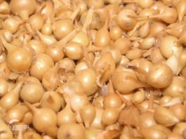 Agrosaveti - Proizvodnja arpadžika 02