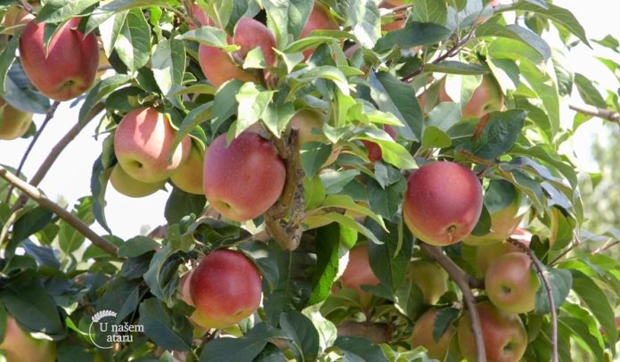 Agrosaveti - Uzgoj jabuka u selu Kamendol 03