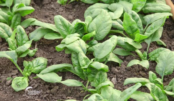 Agrosaveti - Povrtarska proizvodnja Žuržuj 03 Agrosaveti - Povrtarska proizvodnja Žuržuj 03