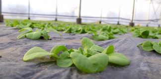 Agrosaveti - Proizvodnja zelene salate 04