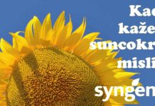 Kada kažem Suncokret, mislim Syngenta Agrosaveti---Syngenta-SF-CLP---Slika1