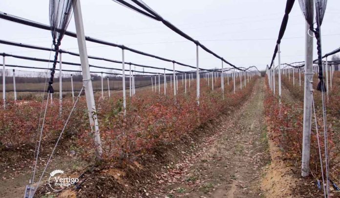 Agrosaveti - Uzgoj borovnica na Kosmaju 03 Agrosaveti - Uzgoj borovnica na Kosmaju 03