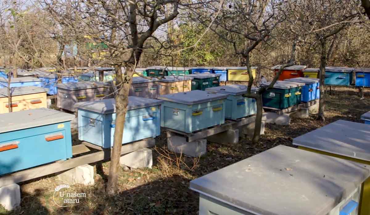 Agrosaveti - Uzgoj pčela u Savinom Selu 3