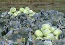Agrosavti - Berba kupusa 04