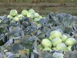 Agrosavti - Berba kupusa 04