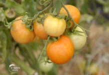 Košnice sa bumbarima, za oplodnju paradajza u plastenicima Agrosaveti---Plastenicka-proizvodnja-paradajza---01