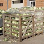 Agrosaveti---Proizvodnja-kiselog-kupusa---02