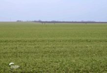 Ratarska proizvodnja u Turiji Agrosaveti---Ratarska-proizvodnja-u-Turiji---02