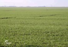 Agrosaveti - Stanje ozimih useva u Vrbasu 04