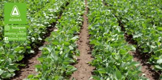 Agrosaveti---Adama---Soja---Proizvodnja---Uslovi-za-gajenje---Seme---Setva-02