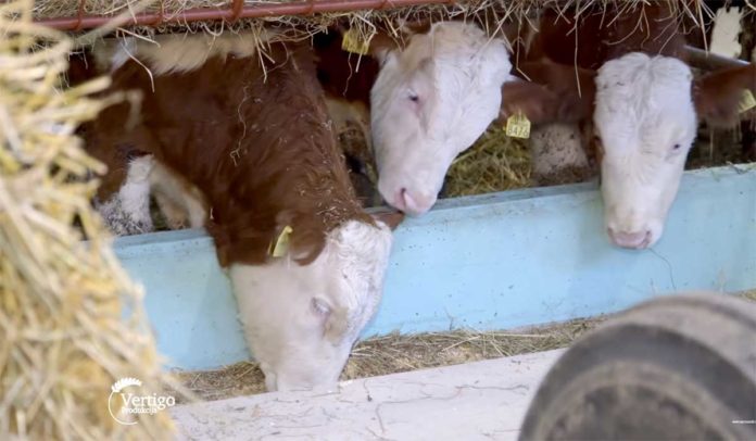 Tov junadi Agrosaveti---Tov-junadi-u-Donjem-Dobricu---02