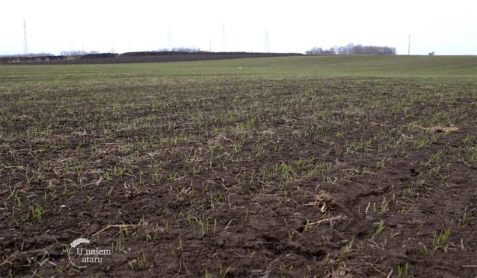 Agrosaveti---Trenutno-stanje-useva-psenice---01