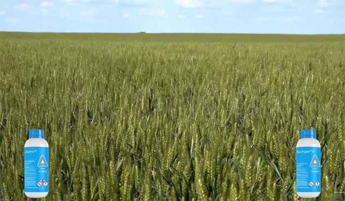 Agrosaveti---Adama---Bumper-P---Zamir---Psenica---Jecam---01