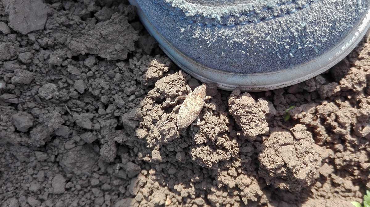 Agrosaveti---Adama---Secerna-repa---Repina-pipa-02
