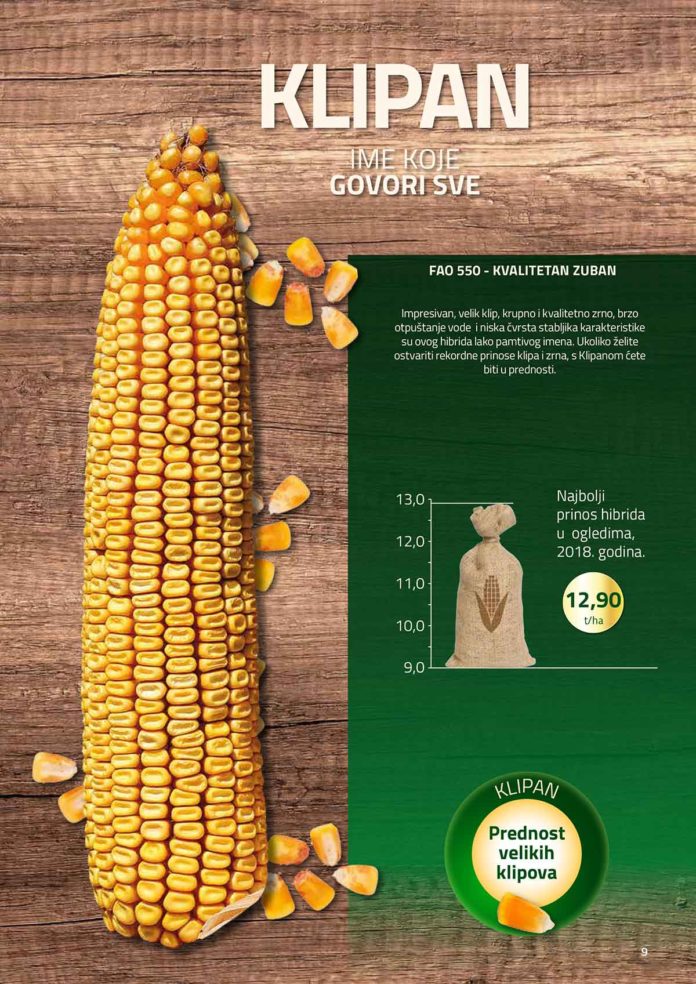Agrosaveti---BC-hibridi---kukuruz---01