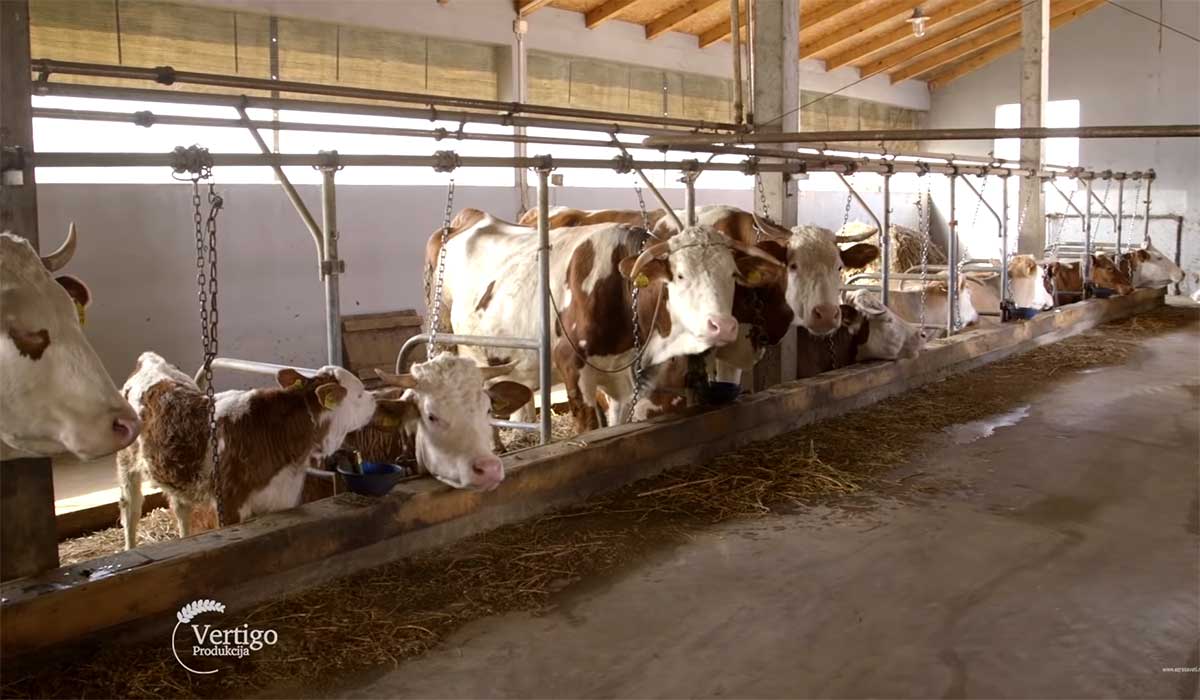 Agrosaveti---Farma-krava-i-proizvodnja-mleka---01