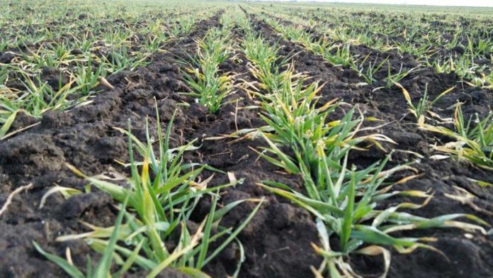 Agrosaveti---Galenika-fitofarmacija---psenica-00