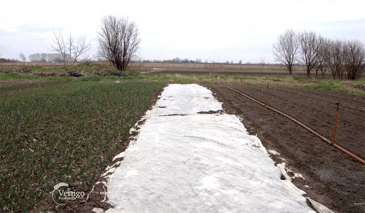 Agrosaveti---Plastenicka-proizvodnja-povrca---02