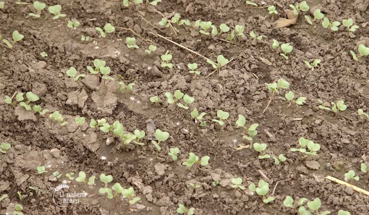 Agrosaveti---Plastenicka-proizvodnja-povrca---03