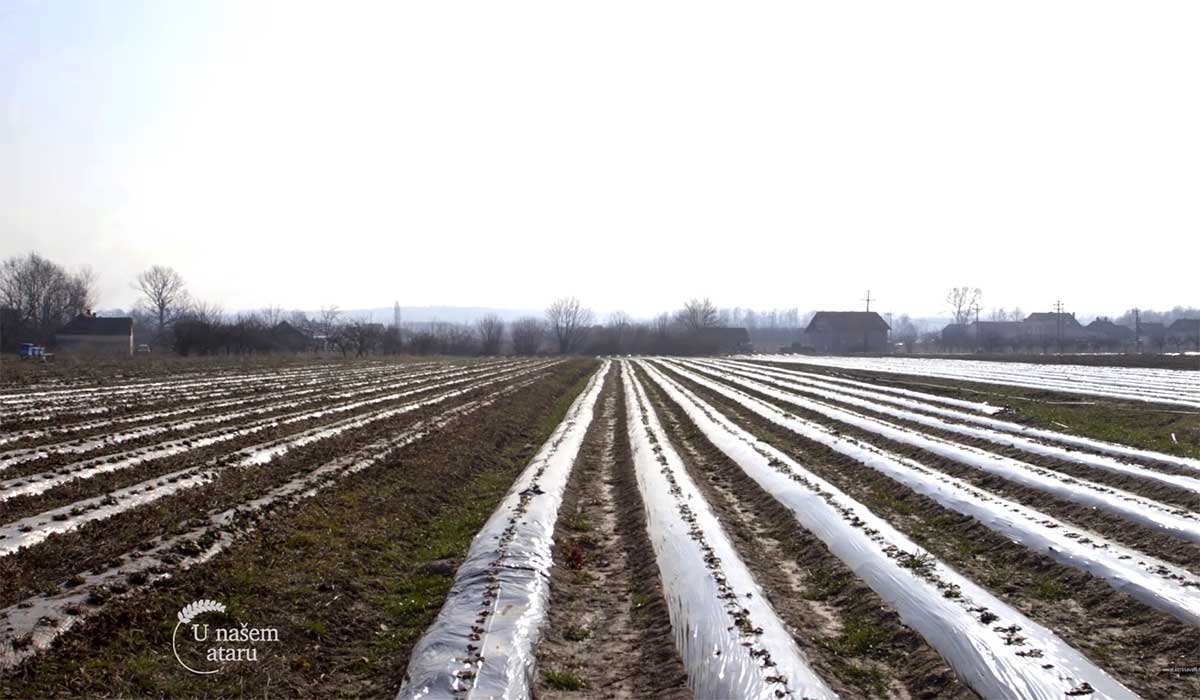 Agrosaveti---Primena-komposta-u-proizvodnji-jagoda---01