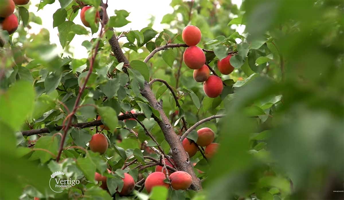 Agrosaveti---Proizvodnja-kajsije-u-selu-Bare---03