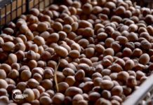 PROIZVODNJA LEŠNIKA U MAČVANSKOJ MITROVICI Agrosaveti---Proizvodnja-lesnika---04