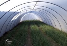 Proizvodnja mladog luka u plastenicima Agrosaveti---Proizvodnja-mladog-luka-u-plastenicima---01