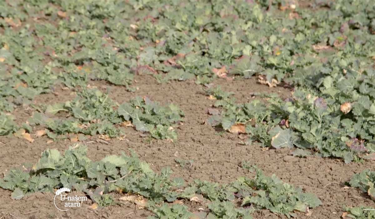 Agrosaveti---Ratarska-proizvodnja-u-Bajmoku---01