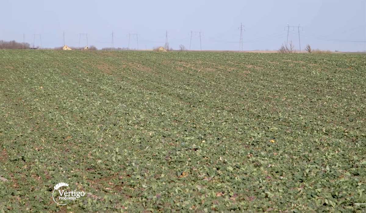 Agrosaveti---Ratarska-proizvodnja-u-Bajmoku---02
