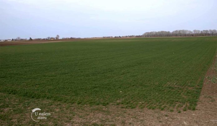 Agrosaveti---Ratarska-proizvodnja-u-Bajmoku---03 Agrosaveti---Ratarska-proizvodnja-u-Bajmoku---03