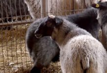Romanovske ovce u selu Vajska Agrosaveti---Romanovske-ovce-u-selu-Vajska---01