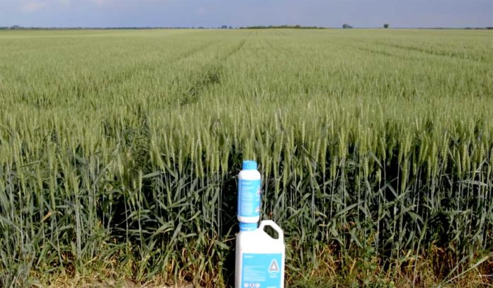 Agrosaveti---Adama---Bumper-P---Zamir---psenica---01 Agrosaveti---Adama---Bumper-P---Zamir---psenica---01