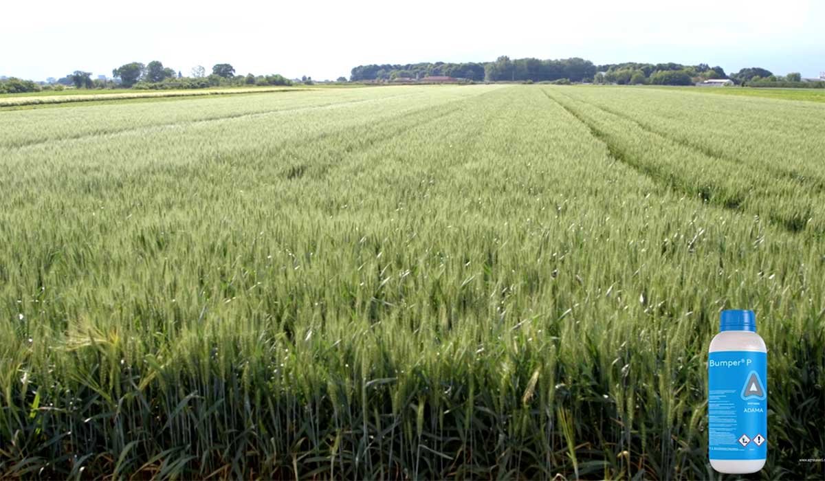 Agrosaveti---Adama---Bumper-P---Zamir---psenica---02