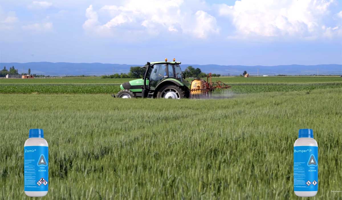 Agrosaveti---Adama---Bumper-P---Zamir---psenica---03